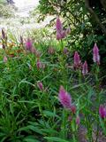 Celosia Spicata